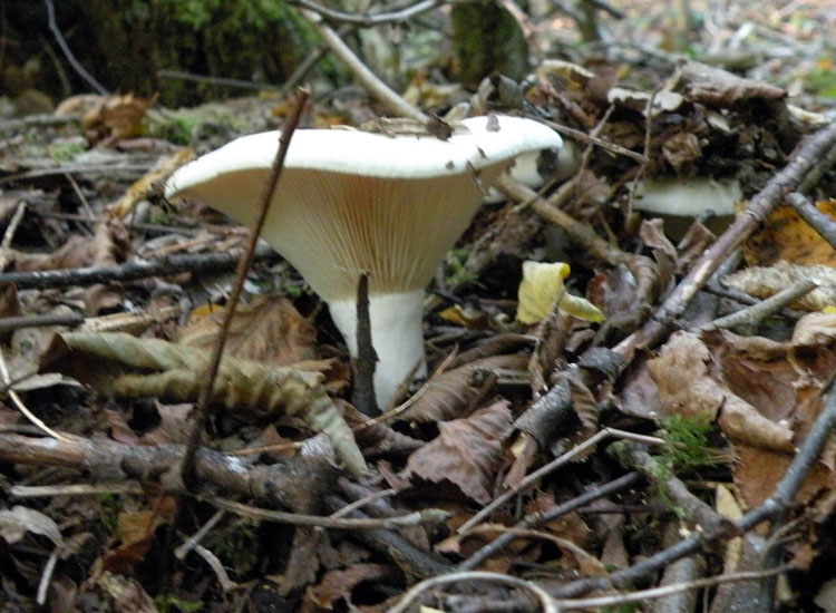 Due Clitocybe gibba? O Lepista flaccida? O...